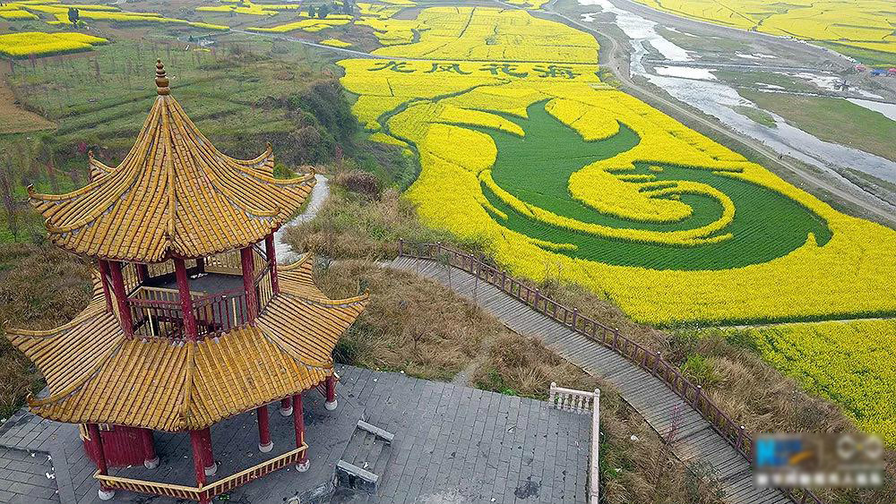 无人机之旅 || 春回大地满目绿，鸟瞰重庆万亩油菜花田